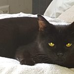 Petit chat noir allongé sur le lit